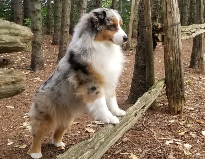 A Miniature American Shepherd dog